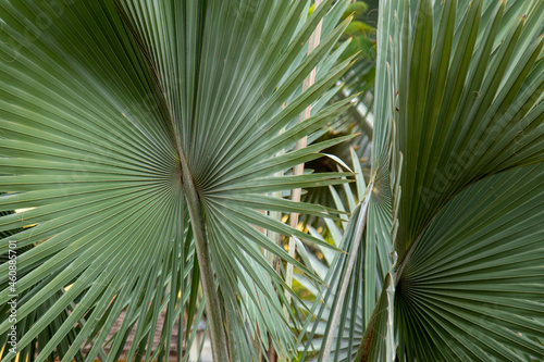 detalhe da folha de palmeira de bismarck ou bismarckia nobilis photo