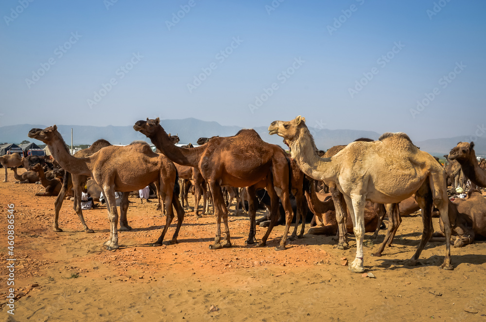 Obraz premium Camels at Pushkar Camel Fair (Pushkar Mela) in Pushkar, Rajasthan, India