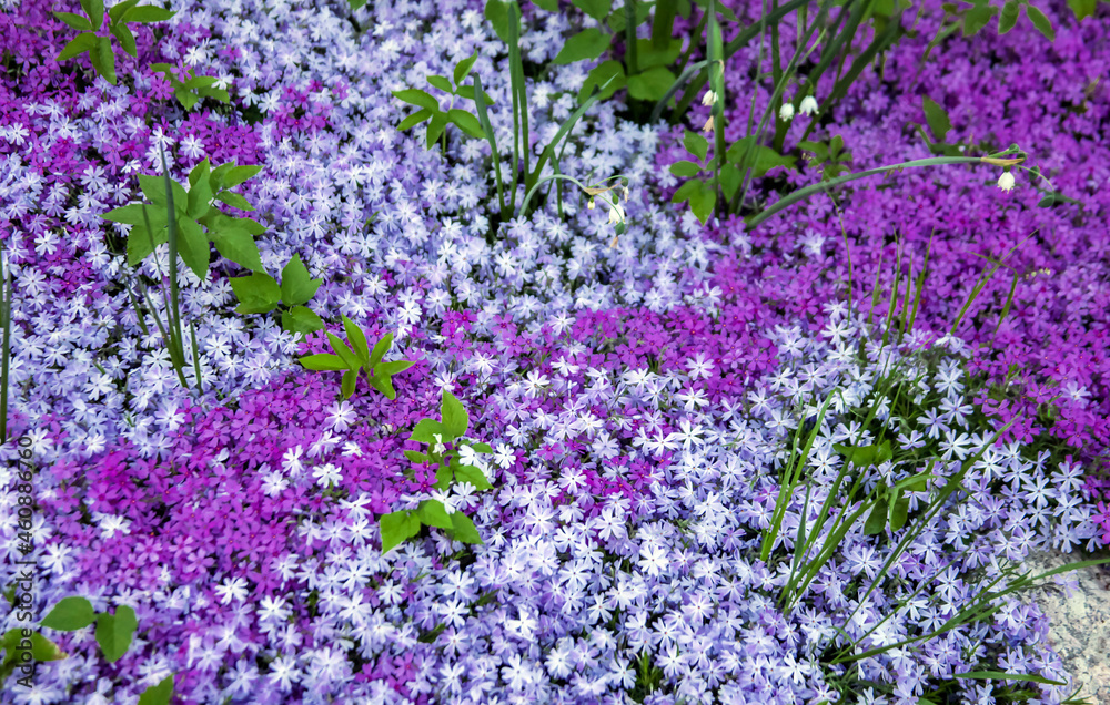 View of the flowers of the awl-shaped groundcover phlox of different shades.