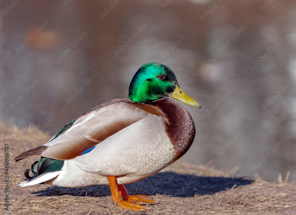 Obraz premium Mallard duck's drake in the mating color sits on the shore of the reservoir.