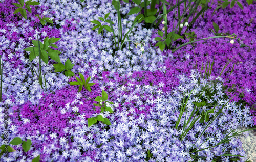View of the flowers of the awl-shaped groundcover phlox of different shades.