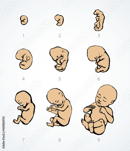 The development of the fetus of the child. Vector drawing