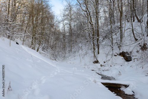 Winter landscape with a snow-covered forest and a river in a ravine © alexnikit
