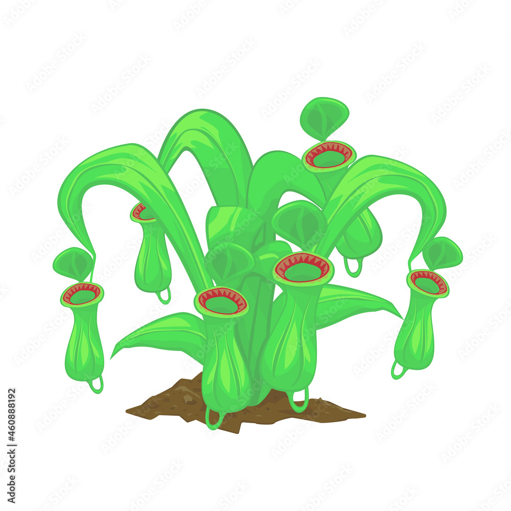 Nepenthes plant isolated on white background. Vector illustration of ...