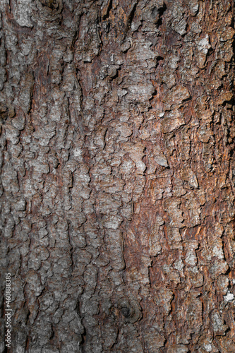 bark of brown tree in the sun  background