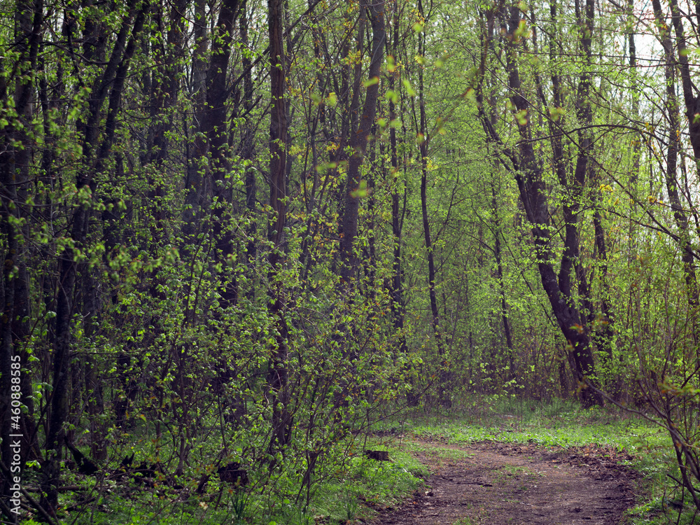 Fototapeta premium The road in the forest, the best background