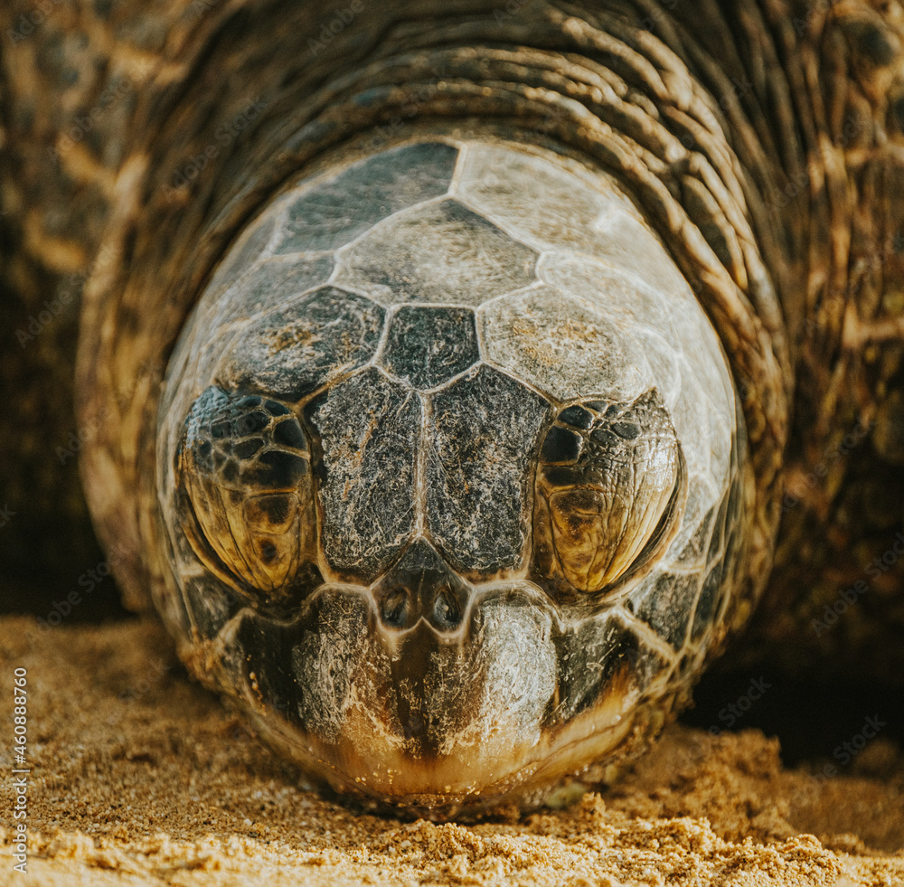 Hawaiian Green Sea Turtle on Laniakea Beach in Oahu, Hawaii Hawaiian Green Sea Turtle on Laniakea Beach in Oahu, Hawaii