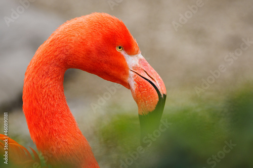 Vászonkép Phoenicopteriformes - flamingo bird in detail on the head.