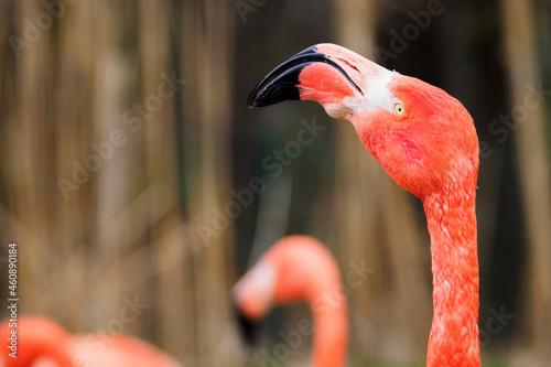 Phoenicopteriformes - flamingo bird in detail on the head.