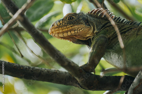 Lesser Antillean Green Iguana on Chancel Island - Martinique photo