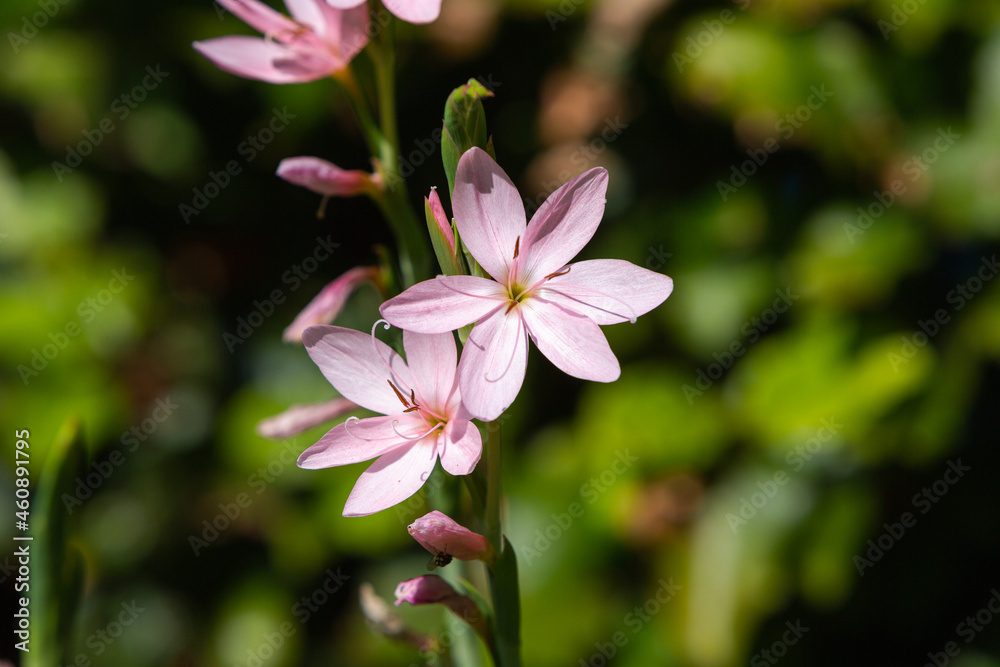Rosa Sumpfgladiole Rosa Sumpfgladiole