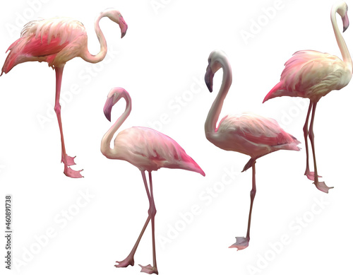 four pink flamingo group on white