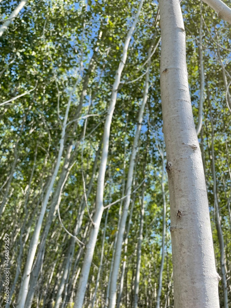 Fototapeta premium aspen grove