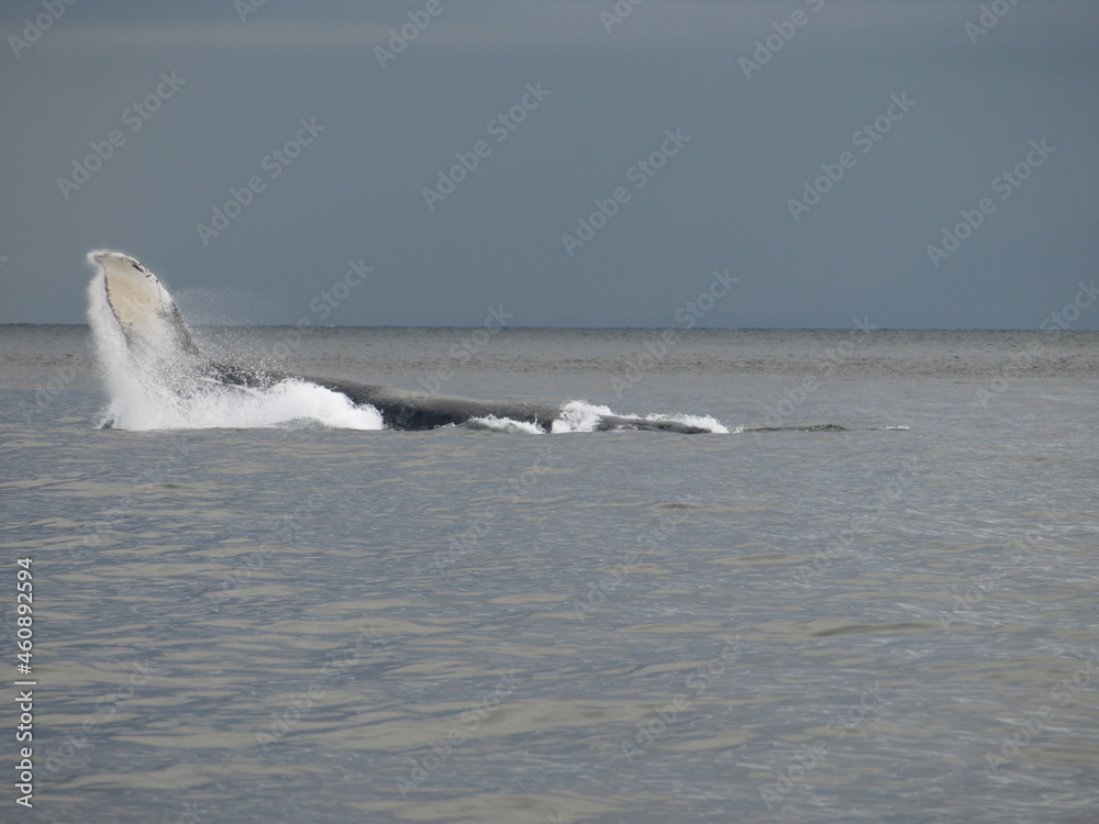Fototapeta premium Whale spotting in Alaska