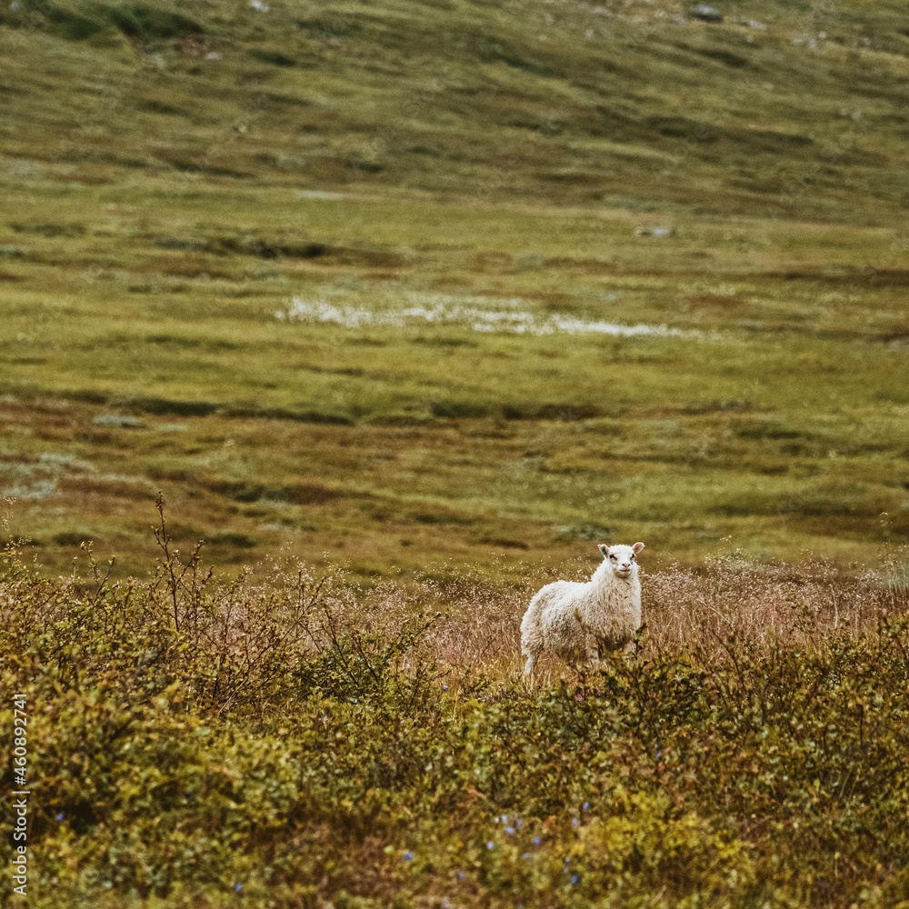 Obraz premium Lamb in the mountain icelandic meadow 