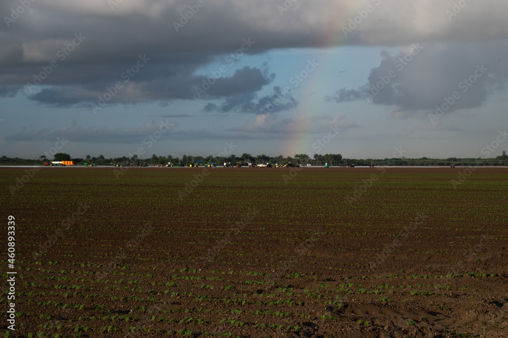 Fototapeta premium rainbow in a plowed field 