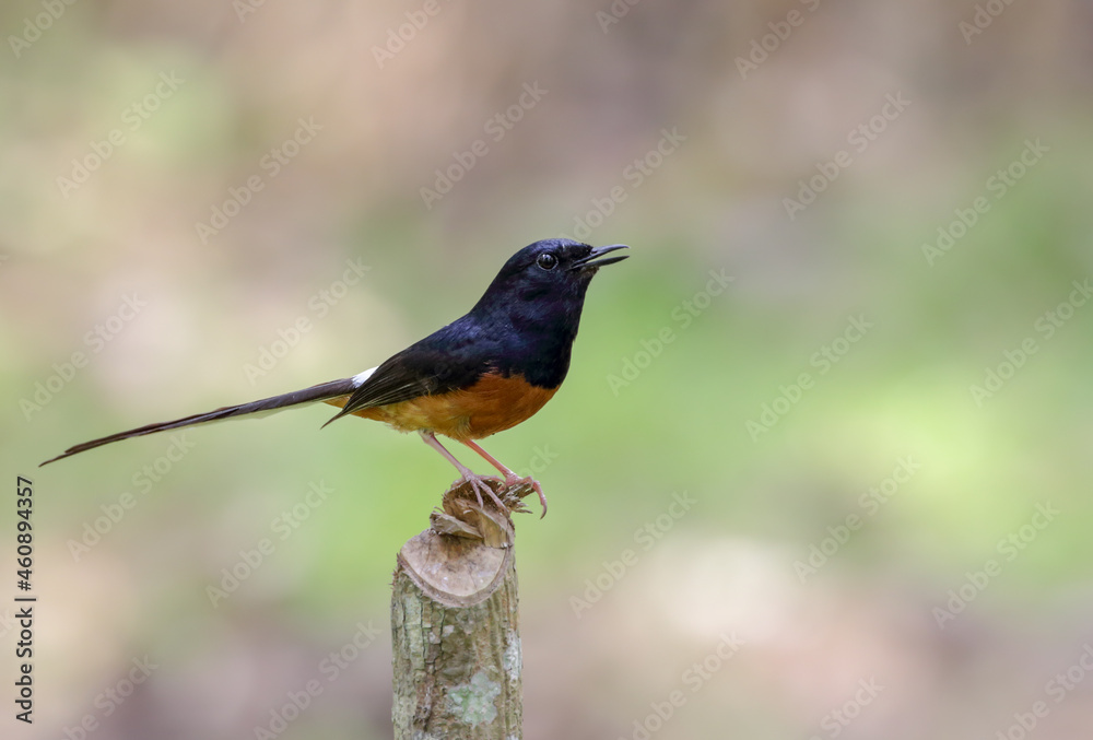 The white-rumped shama is a small passerine bird of the family Muscicapidae The white-rumped shama is a small passerine bird of the family Muscicapidae