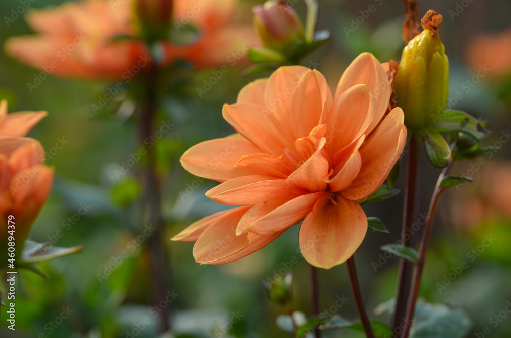 Fototapeta premium Dahlia