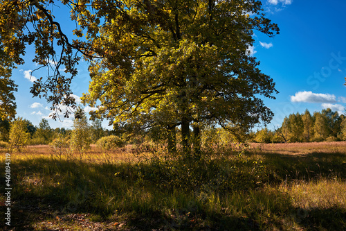 Fototapeta Naklejka Na Ścianę i Meble -  Lonely oak tree by the river in autumn. Old oaks by the pond