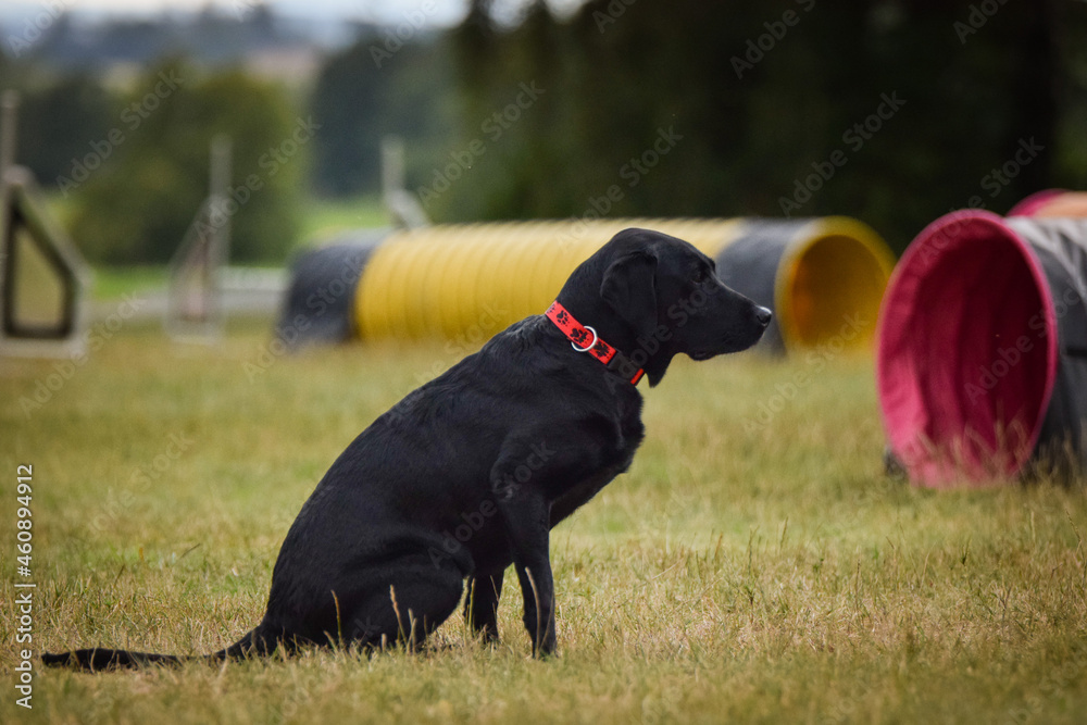Dog is running in agility. Amazing evening, Hurdle having private agility training for a sports competition Dog is running in agility. Amazing evening, Hurdle having private agility training for a sports competition