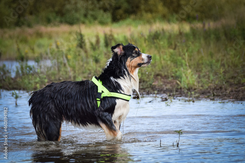 Border collie is running in the water. It was autumn photo workshop.