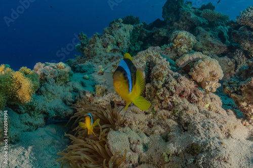 Fish swim in the Red Sea  colorful fish  Eilat Israel