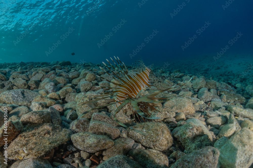 Obraz premium Lion fish in the Red Sea colorful fish, Eilat Israel