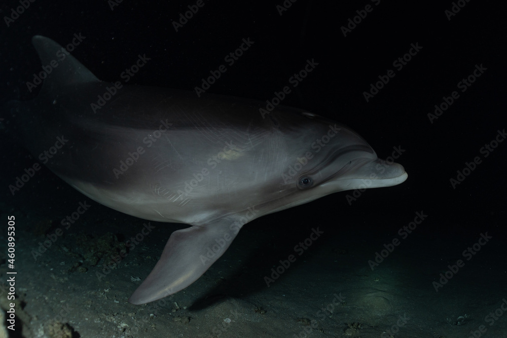 Naklejka premium Dolphin swimming in the Red Sea, Eilat Israel