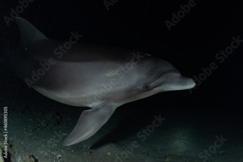 Dolphin swimming in the Red Sea, Eilat Israel