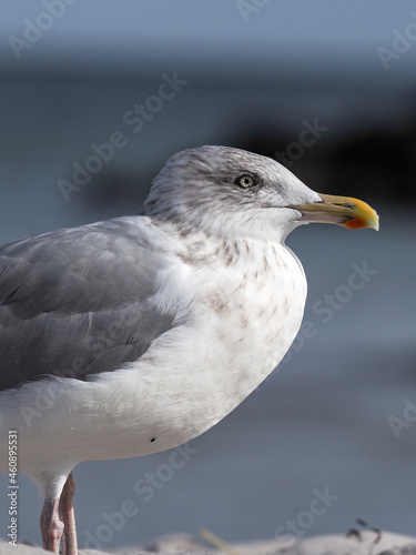 Möwe