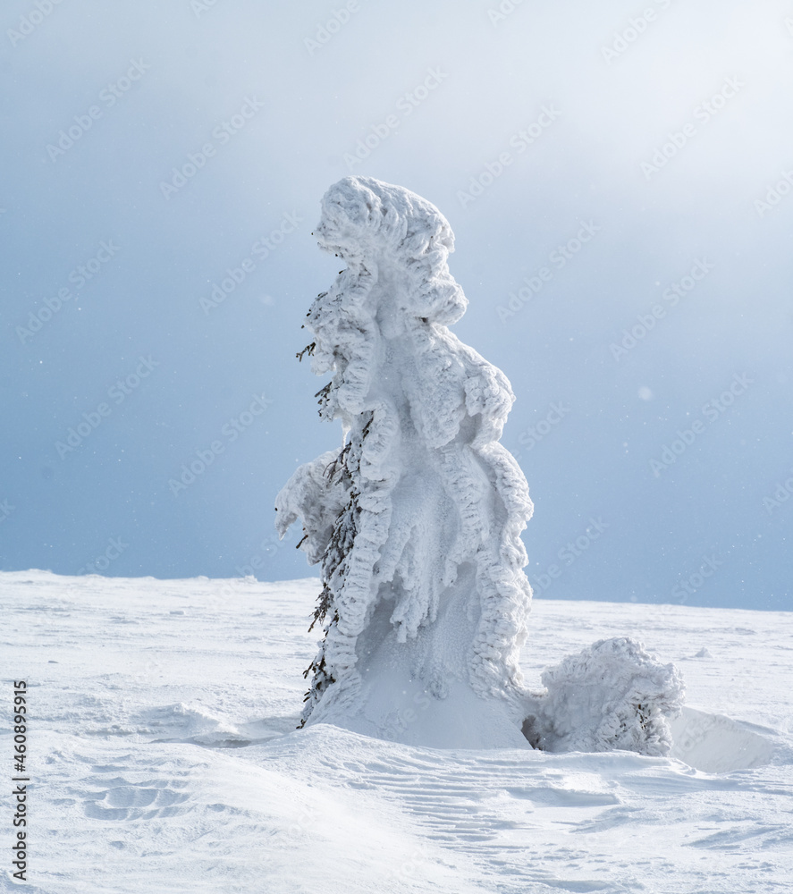 Snow covered tree in Karkonosze mountains 