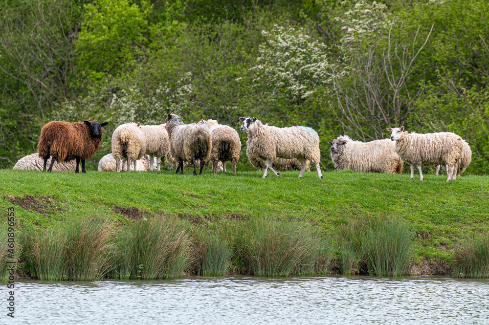 Fototapeta premium Flock of sheep