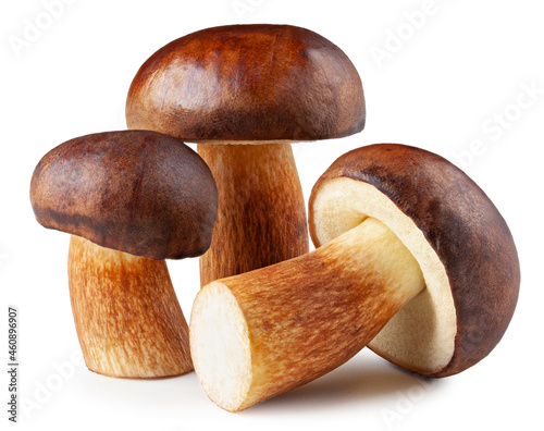 Edible mushrooms (Boletus badius) isolated on white background with clipping path