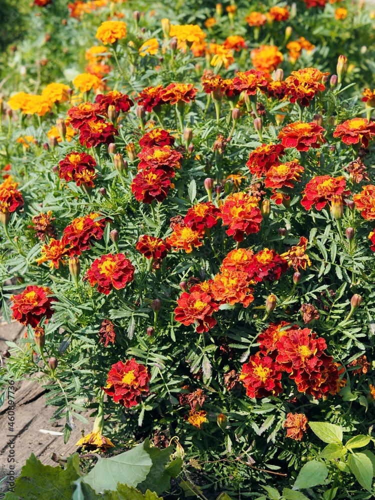 Bright red flowers marigolds in the garden.