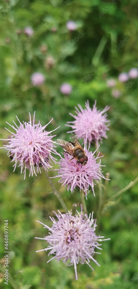 flower flower