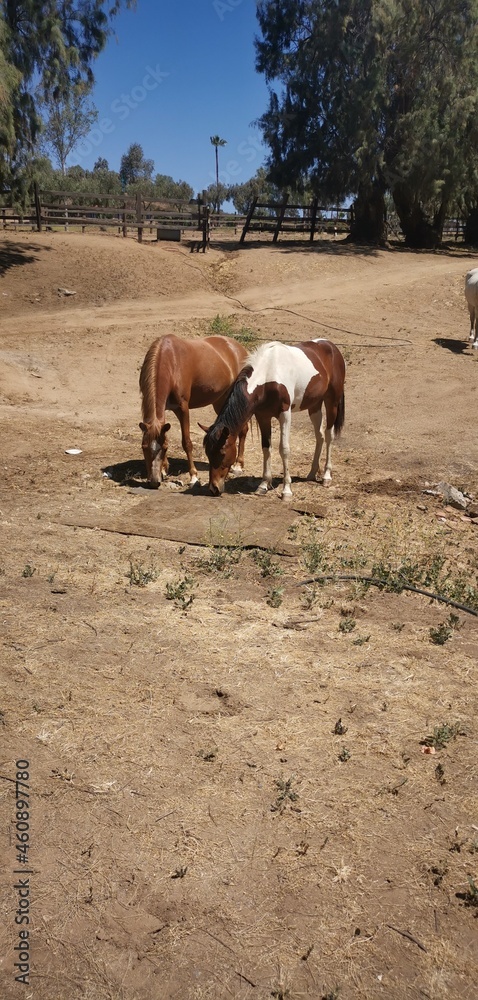 Fototapeta premium horses on the beach