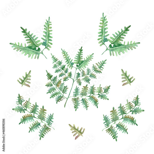 Watercolor hand drawn set of perennial herbaceous fern