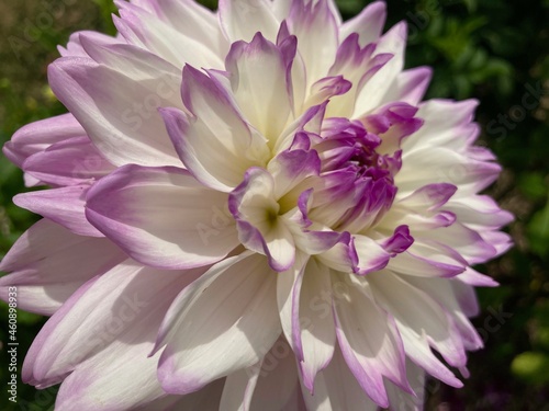 close up of a purple and white dahlia