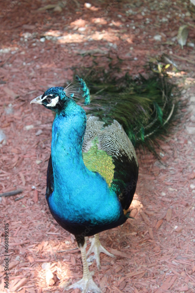 Fototapeta premium Peacock