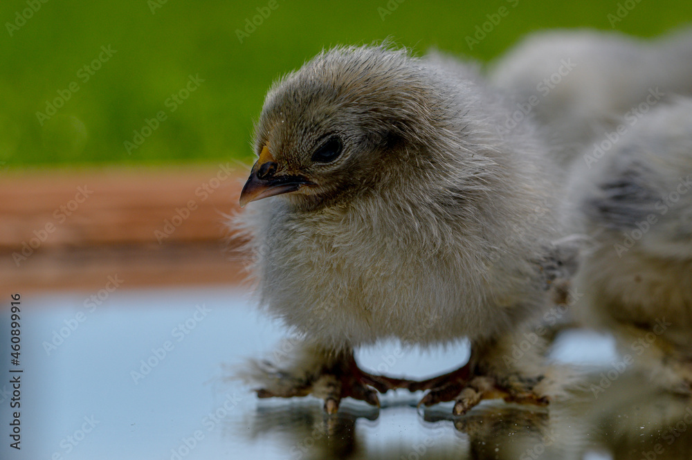 2 day old Lavender Pekin Bantam chickens 2 day old Lavender Pekin Bantam chickens