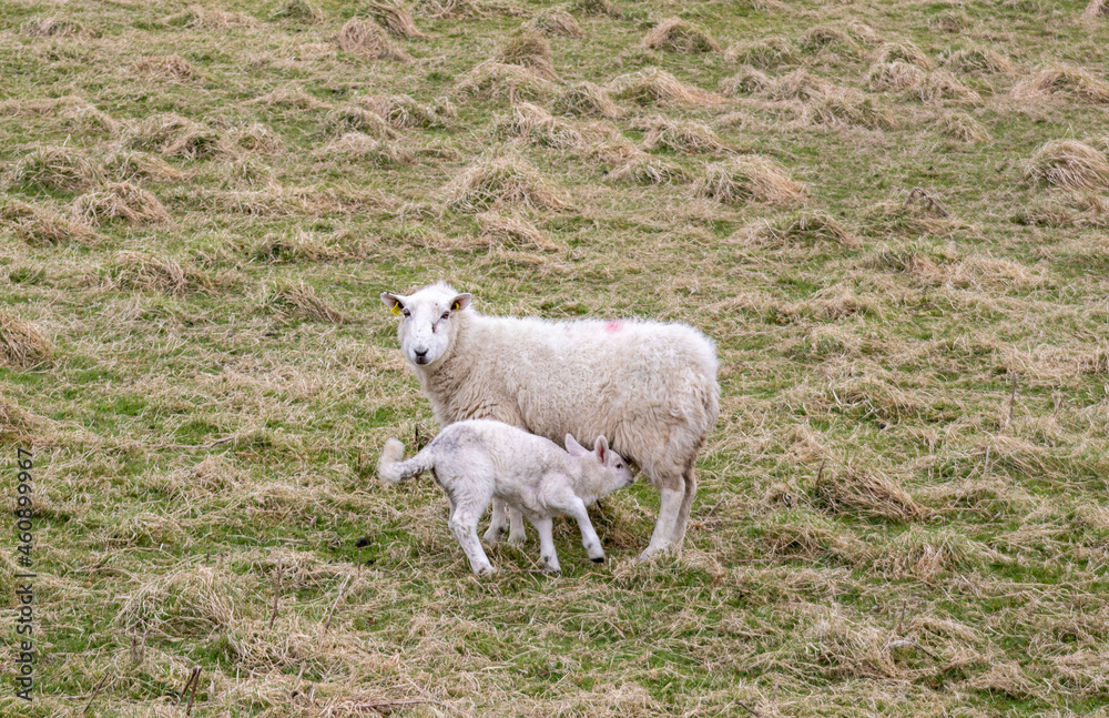 Sheep in field with her newborn, lamb suckling milk. Ireland Sheep in field with her newborn, lamb suckling milk. Ireland