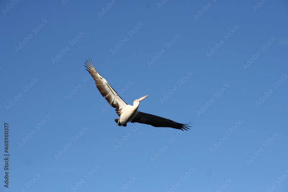Fototapeta premium Pelikan im Flug vor blauem Himmel