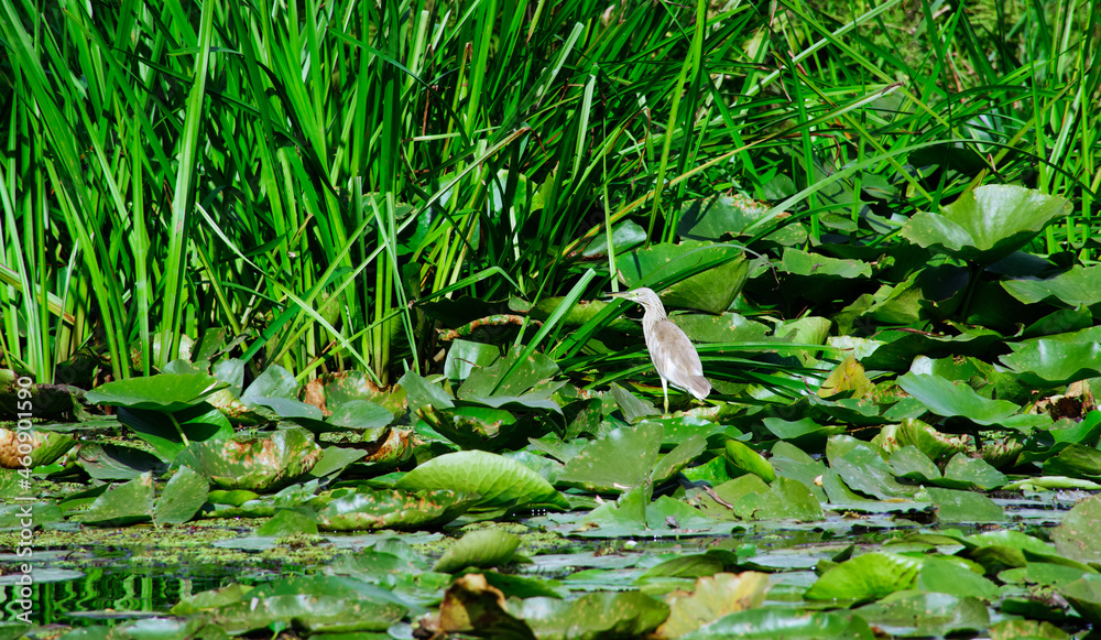 Bird on the grass Bird on the grass