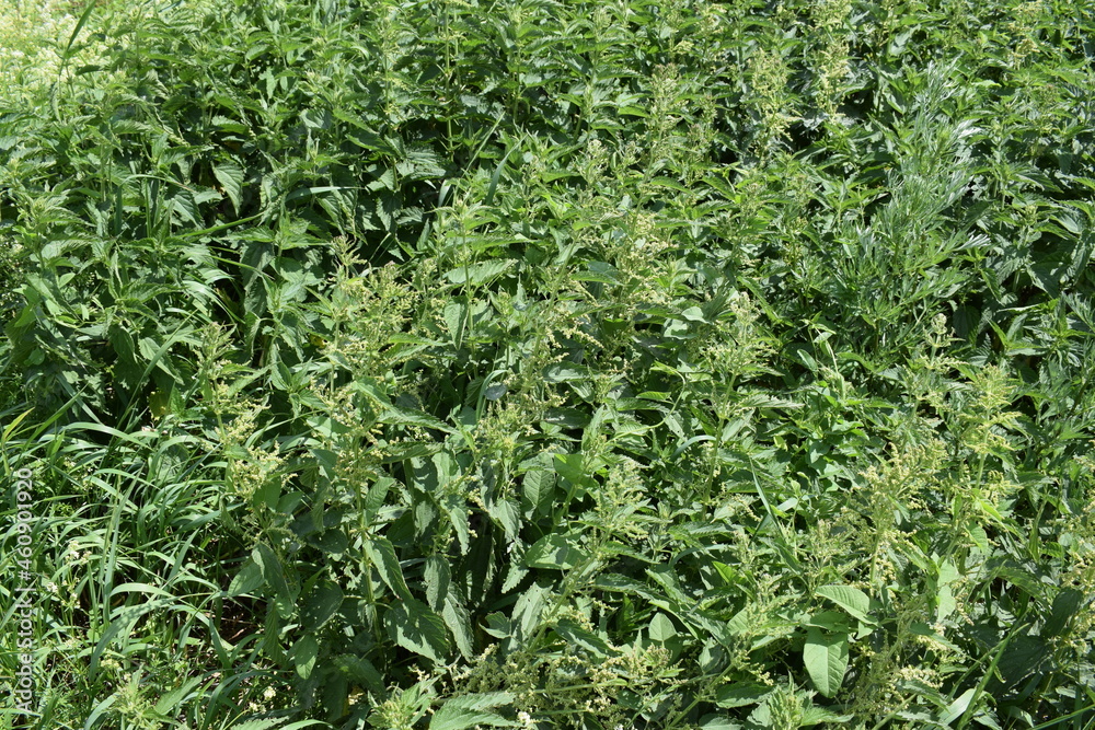 Summer. Nettle Summer. Nettle