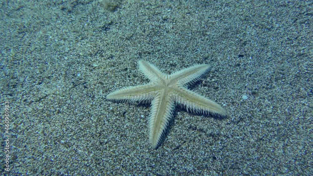 Inverted Sand Starfish or Slender sea star (Astropecten spinulosus) returns to horizontal position. Inverted Sand Starfish or Slender sea star (Astropecten spinulosus) returns to horizontal position.