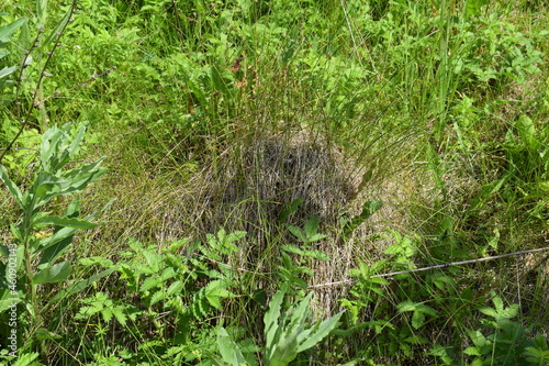 Summer. An anthill. Grass