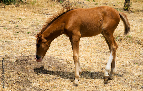 Portrait of a cute red foal with a white stripe on the forehead
