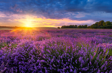 Gartenposter Blumen Wunderschöner Sommersonnenuntergang über dem Lavendelfeld  © Piotr Krzeslak