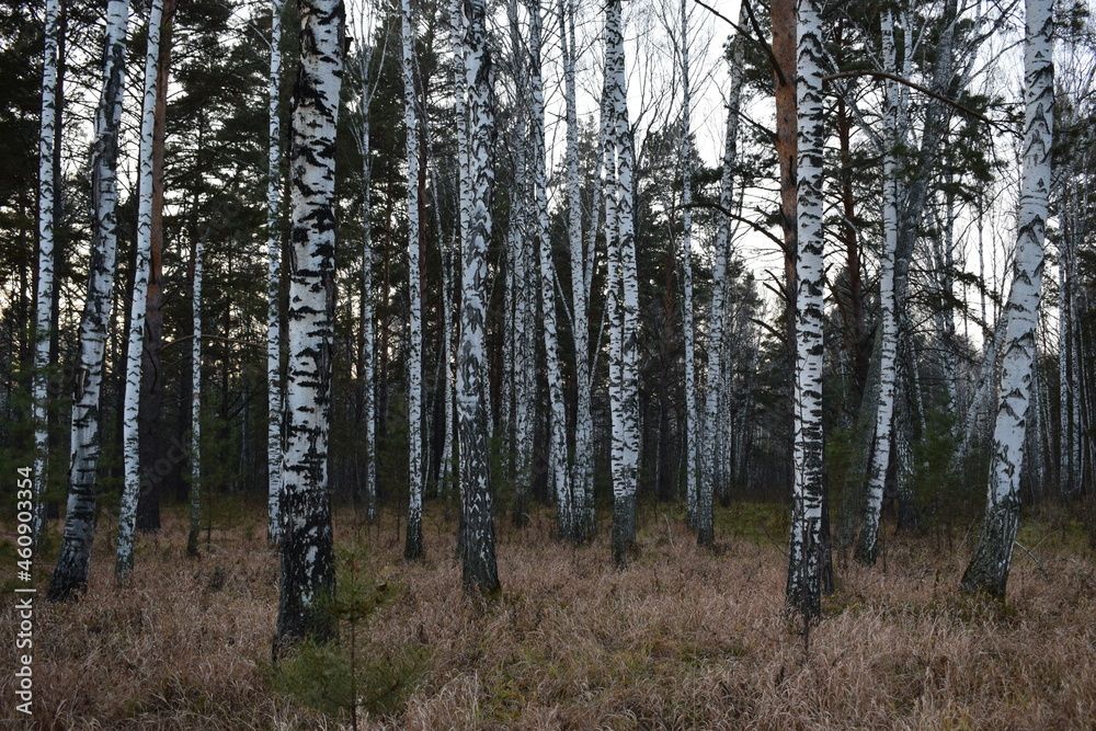 Obraz premium Forest at sunset