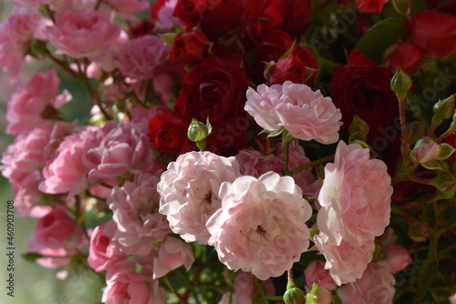 pink and white rose